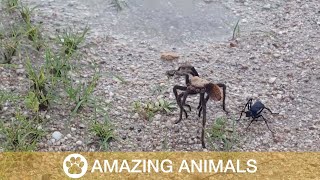 Spider Wasp Attacks Tarantula [upl. by Schwing471]