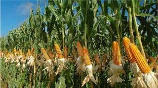 Amazing Agriculture Farm Tecnology  Life cycle of sweet corn Harvest and Processing [upl. by Eednyl]