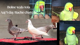 Bolne wala tota  Aaj 4 day Bache chatri te viralvideo trending parrot subscribe birds [upl. by Ettelloc]