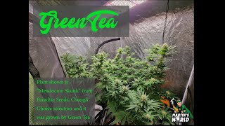 Martins World episode 36 with Irish Cannabis grower Green Tea [upl. by Uball81]