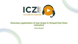 Voluntary application of eye drops in Striped Owl Asio clamator Spanish [upl. by Twyla]