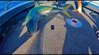 STICKBAITING KINGFISH  GOLD COAST The Kingfish Quest FINALE [upl. by Llenrub237]