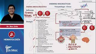 HEMATOLOGÍA  Anemias macrocíticas Anemia megaloblástica [upl. by Yerffej]