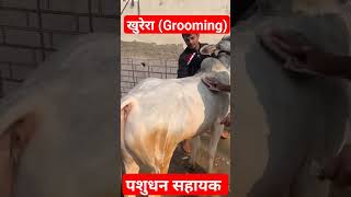 खुरेरा  Grooming   Pashudhan Sahayak  By Hanuman Sir shorts pashudhansahayak shortsvideo cow [upl. by Lindberg]