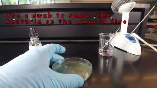 How to Perform an Oxidase Test  The Taxo N Disc Method [upl. by Valentine]