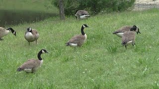 30 Canadian Geese At The Pond 😍 [upl. by Jemena535]