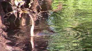 Snakebird tosses fish in air and swallows it Anhinga [upl. by Dacie]