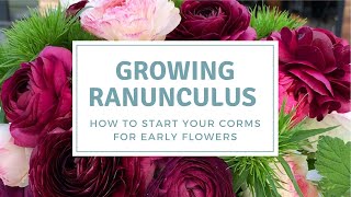 How To PreSprout Ranunculus Corms  Grow Ranunculus For Early Flowers [upl. by Htomit]