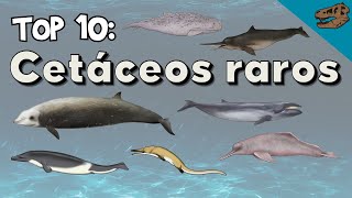 Top 10 Cetáceos raros vivos y extintos [upl. by Osman438]