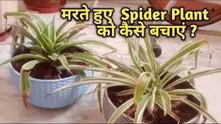 How to save Drying Spider Plantसूखे एवं मरते Spider Plant को कैसे बचाएं [upl. by Sugihara]