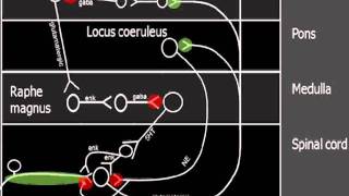 Descending pain pathway [upl. by Nehgaem]