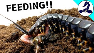 Scolopendra gigantea quotBlack morphquot FEEDING [upl. by Claudian301]