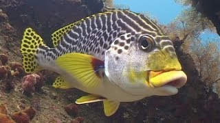 Diving in Bali 720p [upl. by Kadner639]