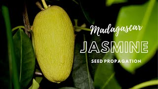 How to Propagate Madagascar Jasmine Stephanotis through Seeds [upl. by Wardieu31]