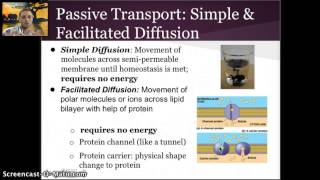 14 IB  Membrane Transport [upl. by Ahsatsan]