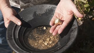 Gold Panning at Gold Creek from Juneau Alaska [upl. by Eliga]