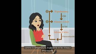 Psychologie de base  la fonction du système endocrinien [upl. by Featherstone]