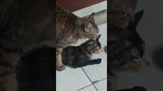 Kucing angora beras sama kucing kecil kawin coba liat aja kalo ga perjaya [upl. by Hgielrak74]