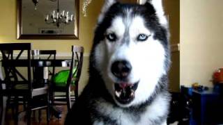 Mishka says quotHow are you How u doinquot  Husky Dog Talking [upl. by Brose]