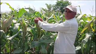 शेतकऱ्यांची पहिली पसंती भारती 45🥇🥇🥇💫🌽🌽🌽 [upl. by Sudaorb931]