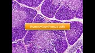 Immunology  Tcell Thymus part 25 [upl. by Anaujit]