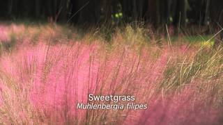 Sweetgrass Muhlenbergia filipes [upl. by Pepi240]