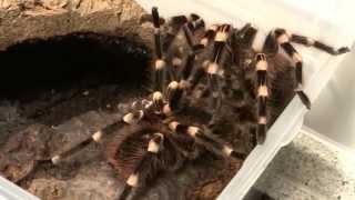 Acanthoscurria geniculata Paarung mating [upl. by Odlavu]