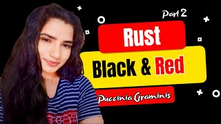 काला रतुआ और लाल रतुआ रोग  Black Rust amp Red Rust Disease  Puccinia graminis  Part 2 [upl. by Nyrac]