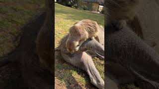 Minki the Meerkat helping to clean Bennie the Warthog 🥹🥰 meerkat warthog cuteanimals farmlife [upl. by Aidaas]