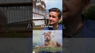 Pierre Poilievre on being Pitbull [upl. by Anicul365]