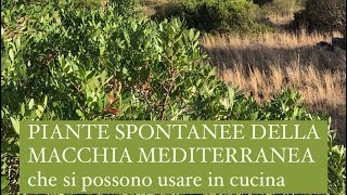 Piante della macchia mediterranea che si possono usare in cucina [upl. by Adnerb]