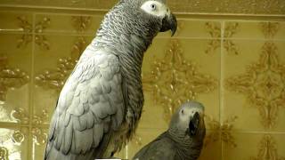 African Grey parrots bedtime noises [upl. by Ayeki854]