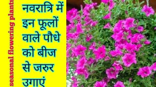 नवरात्रि में इन फूलों वाले पौधे को बीज से ज़रूर उगाएंwinter flowering plantsSeasonal plants [upl. by Lula]