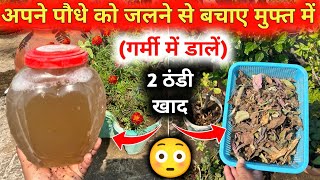 गर्मी में डालें 2 ठंडी खादे आपके पौधे बिलकुल हरे भरे रहेंगे  Summer Fertilizer For Your Plant 2024 [upl. by Snah]