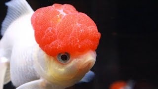 The Red Cap Oranda Goldfish [upl. by Ityak]