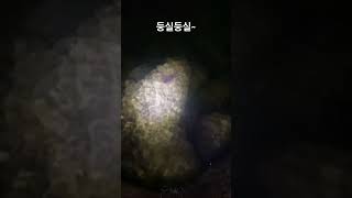 표류중인 무늬 무늬오징어 에깅 베이트에깅 fishing squid eging エギング ベイトエギング [upl. by Atekan482]