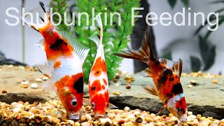 AAA Show Quality Shubunkin Goldfish Feeding [upl. by Whitson147]