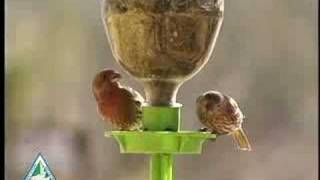 Bird Feeding Basics [upl. by Nodnorb]