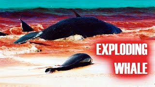 Exploding Whales  Sperm whale beaching Bremer Bay Western Australia [upl. by Cressy]