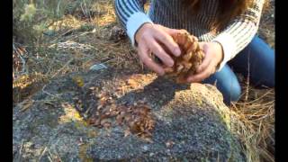 How to harvest pine nuts in the forest [upl. by Derinna]