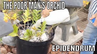 Epidendrum a Poor mans Orchid How to pot up a large specimen [upl. by Linders]