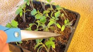 How to Know When to Water Your Tomato amp Vegetable Seed Cells My 1st Vegetable Garden  MFG 2014 [upl. by Nadine]