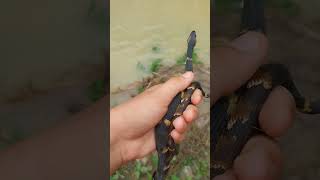 3 broadbanded watersnakes animal snake wildsnake herping wildlife redsnake nature [upl. by Kassity]