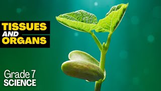 Grade 7 Science 15 TISSUES ORGANS ORGAN SYSTEM IN PLANTS [upl. by Emyaj]