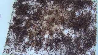 18 07 2013 Camponotus thoracicus 13 [upl. by Ruon]