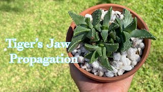 HOW TO PROPAGATE TIGER’S JAW TRIGRINA FAUCARIA SUCCULENT PLANT [upl. by Theodore]