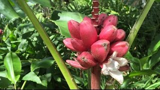 Pink Bananas are Real [upl. by Sherr]