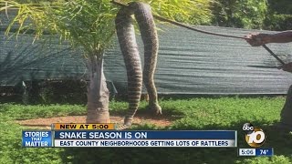 Giant rattlesnake discovered in Alpine backyard [upl. by Adnahcal]