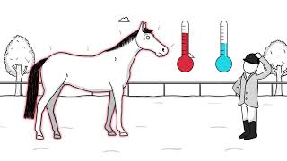 How to properly cool down your horse after intense exercise [upl. by Yecram]