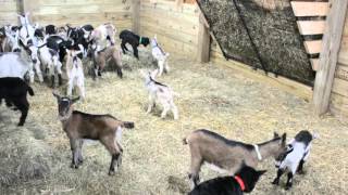 Baby Goats Jumping and Playing [upl. by Elgna]